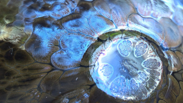 A Universe in a Cup（5）:Aurora Dreams