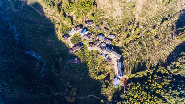 Exploring the Heartland of Lapsang Souchong: Guwang Keng (Part 1)